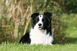 BORDER COLLIE 1376